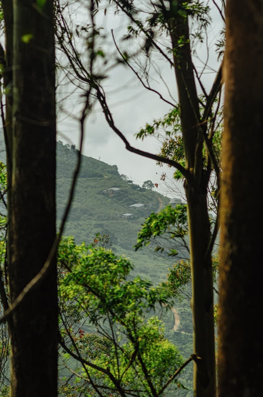 Превью Sri Lanka 2022